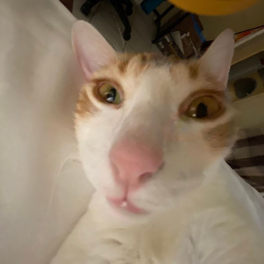 Jollie Boogums