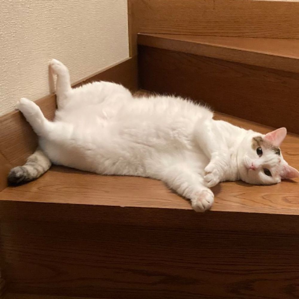 梨紗