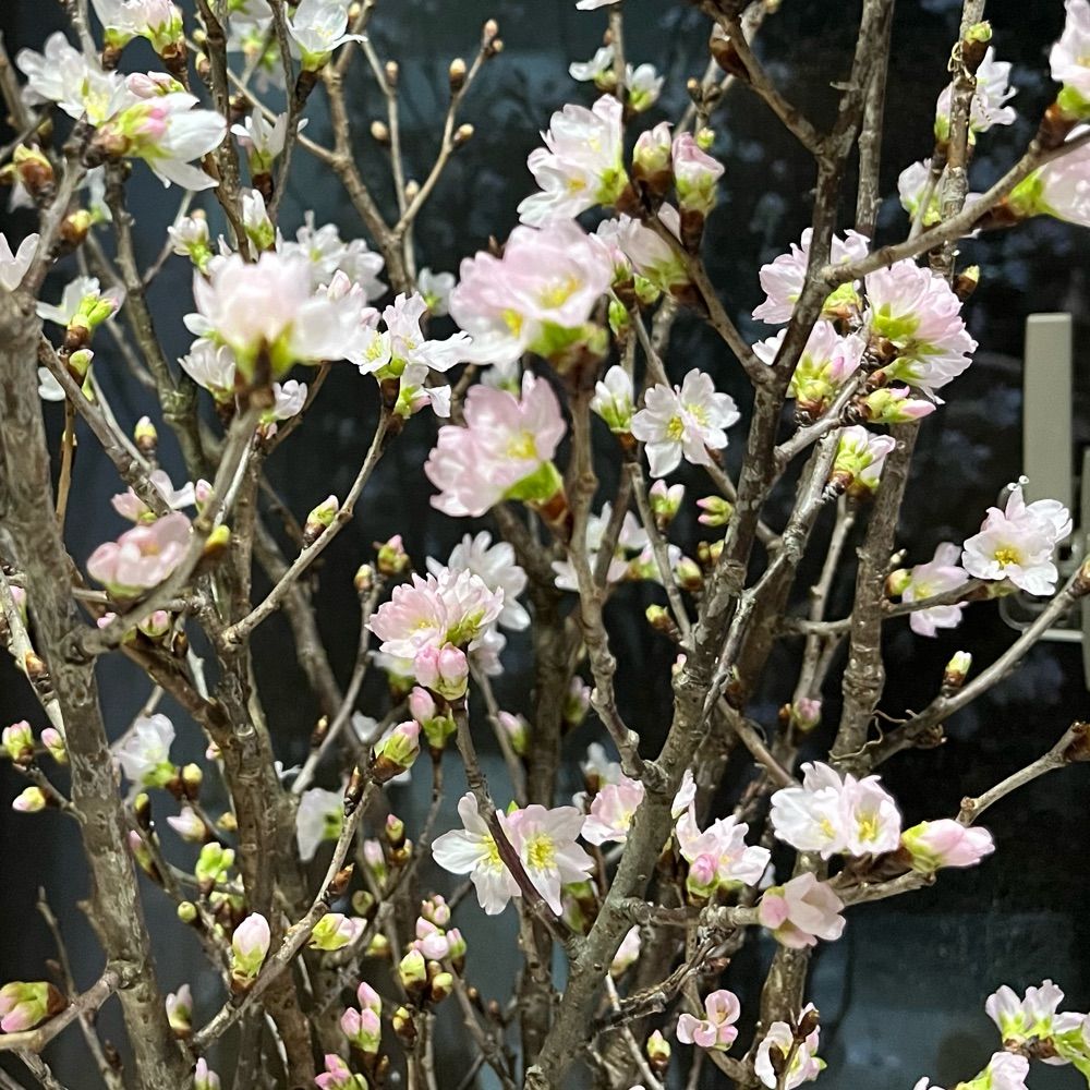 おおかま