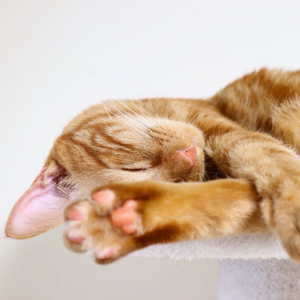 ねこ