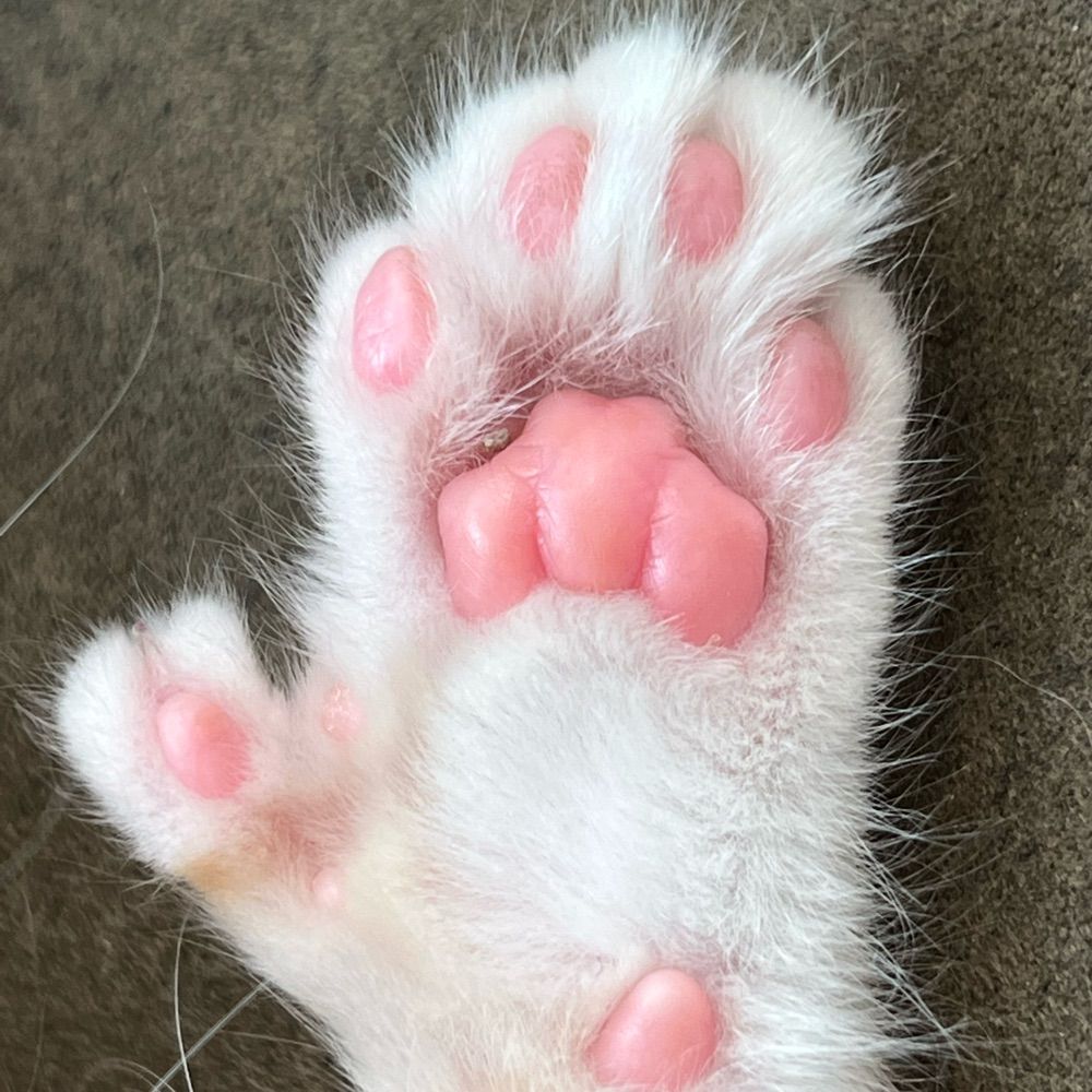 Kat 🐈