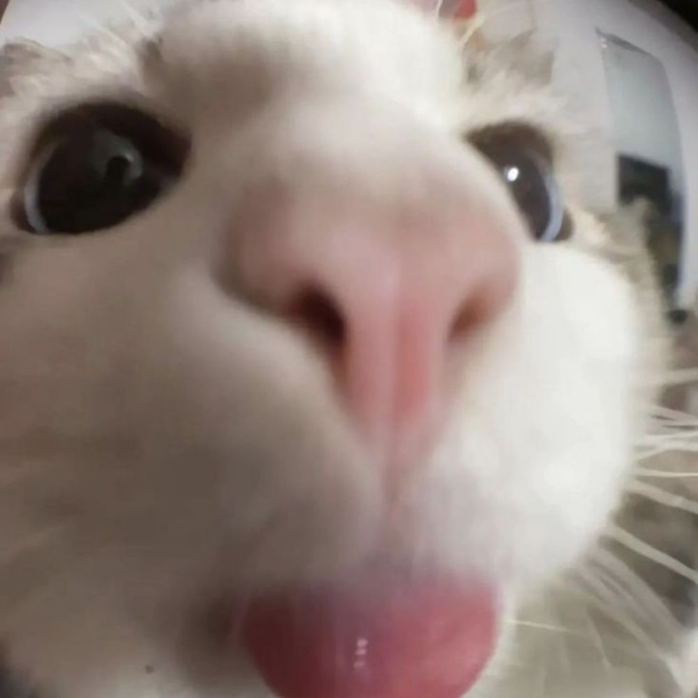 gattinhom