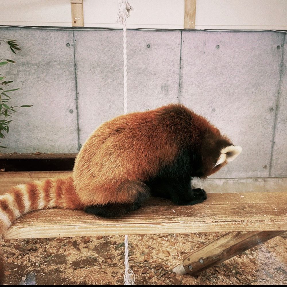 こうめ