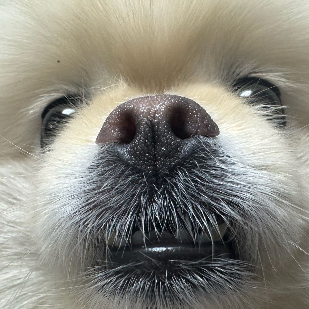 누리