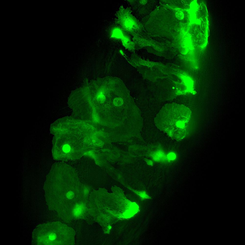 DrosoPhyLab