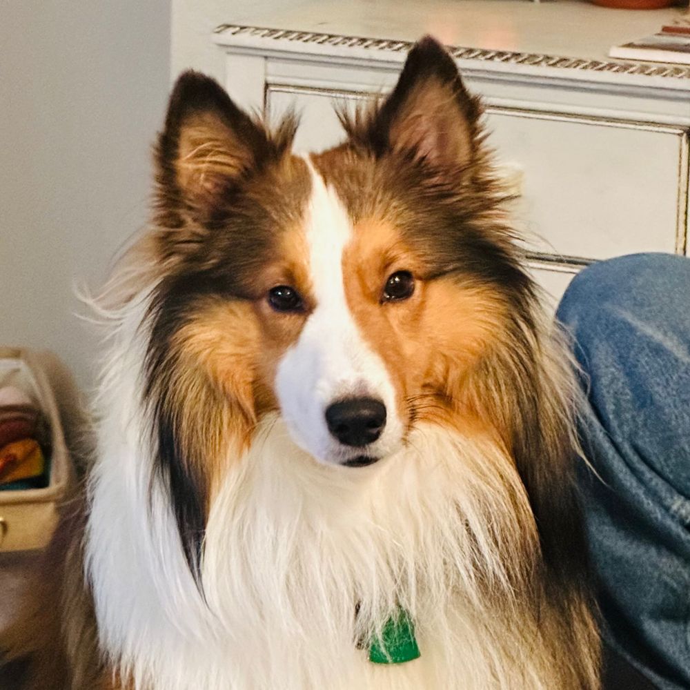 Walker Texas Sheltie