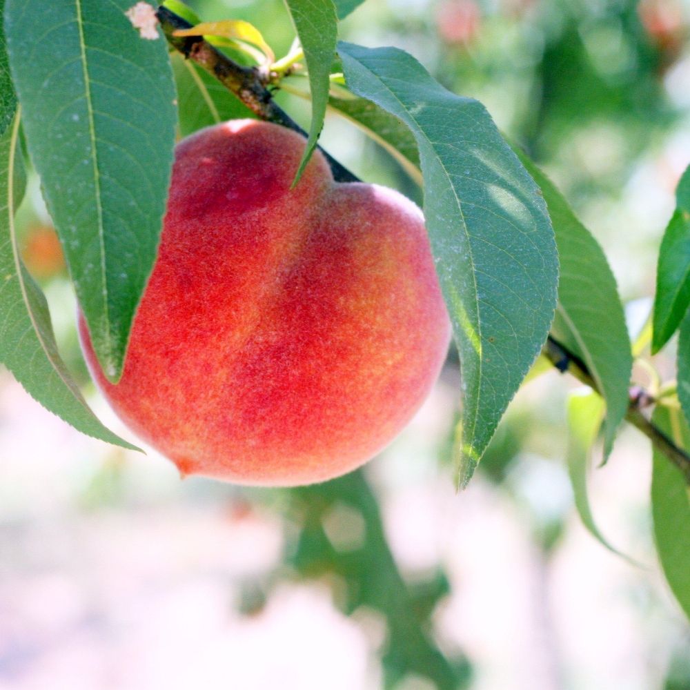 Peach.O