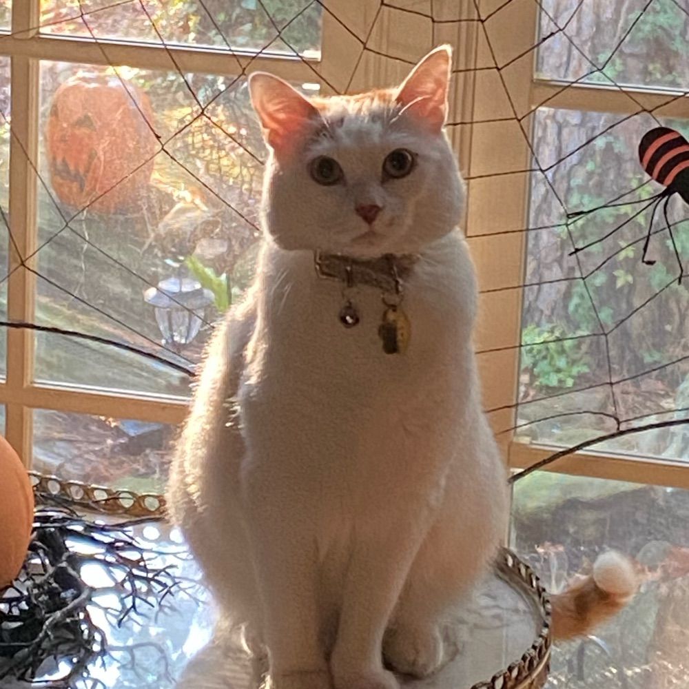 Starcatz