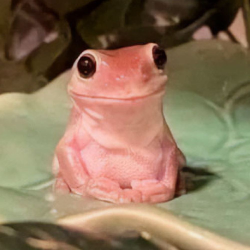 raulzinho