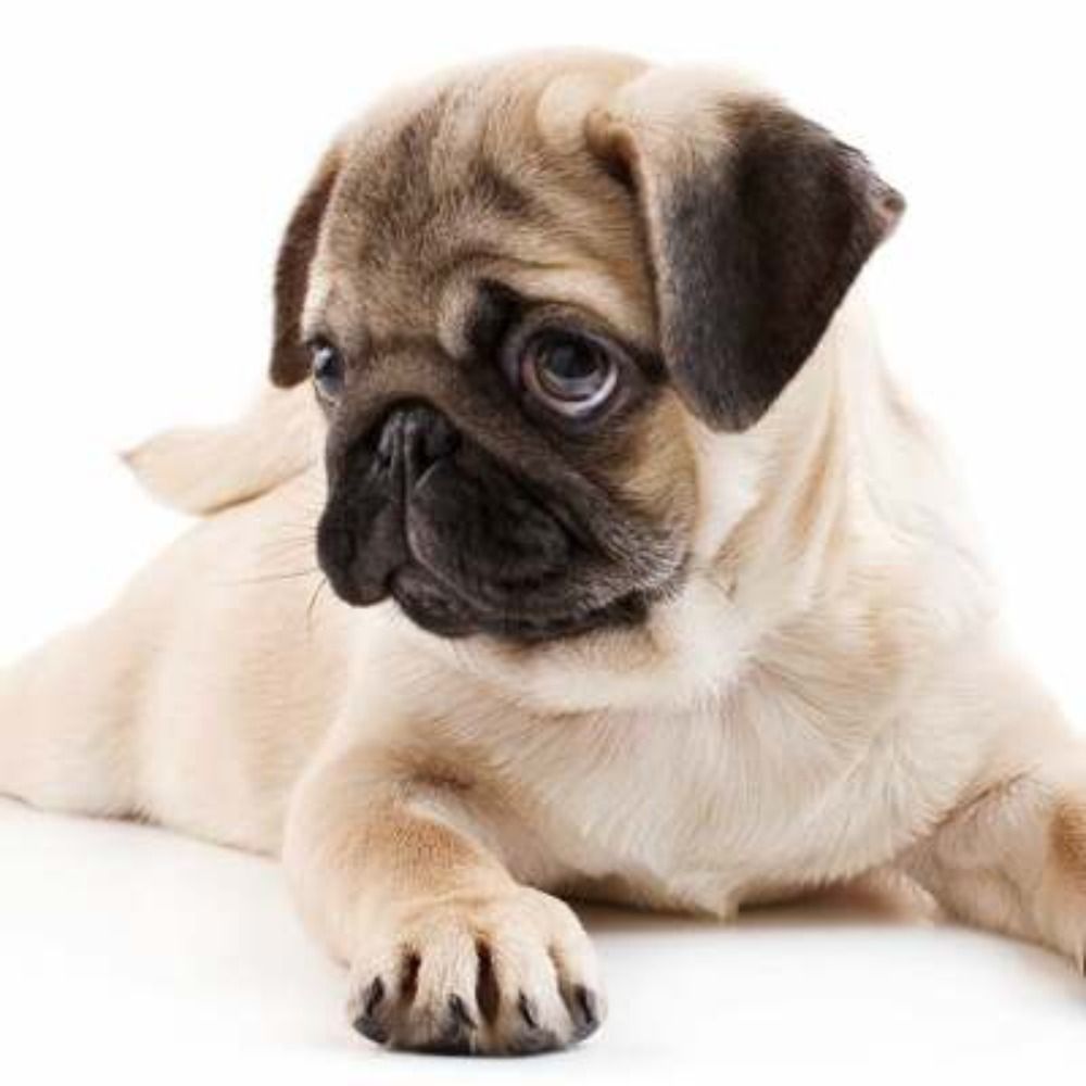 WatchDog®