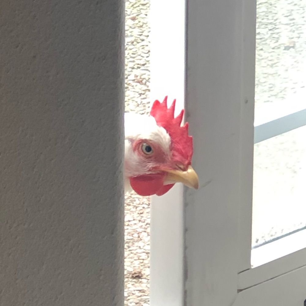 Lots of Chicken