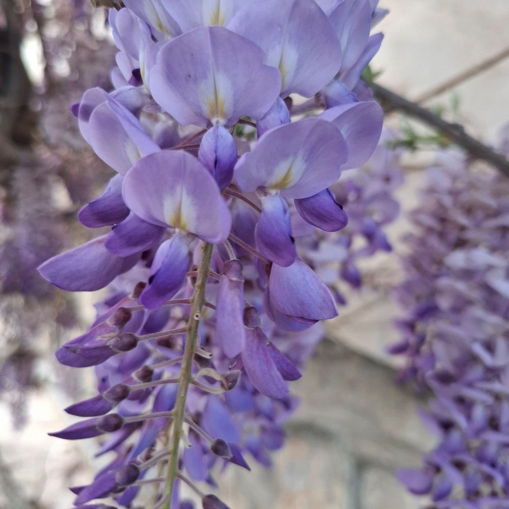 Sinem