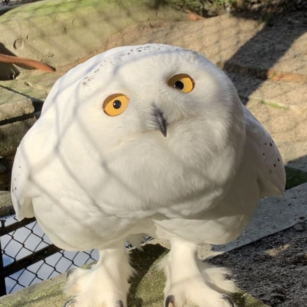 こいちゃ