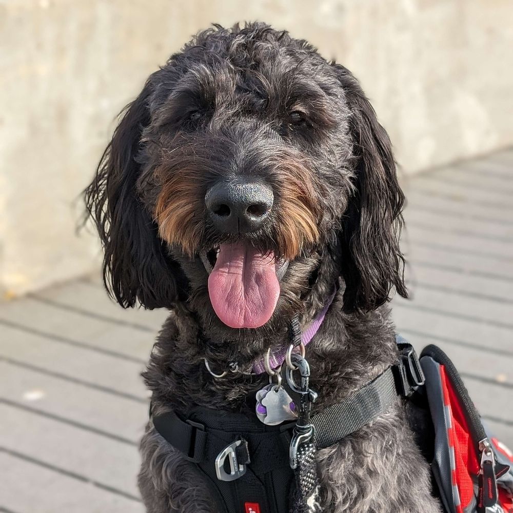 Nova Service Dog