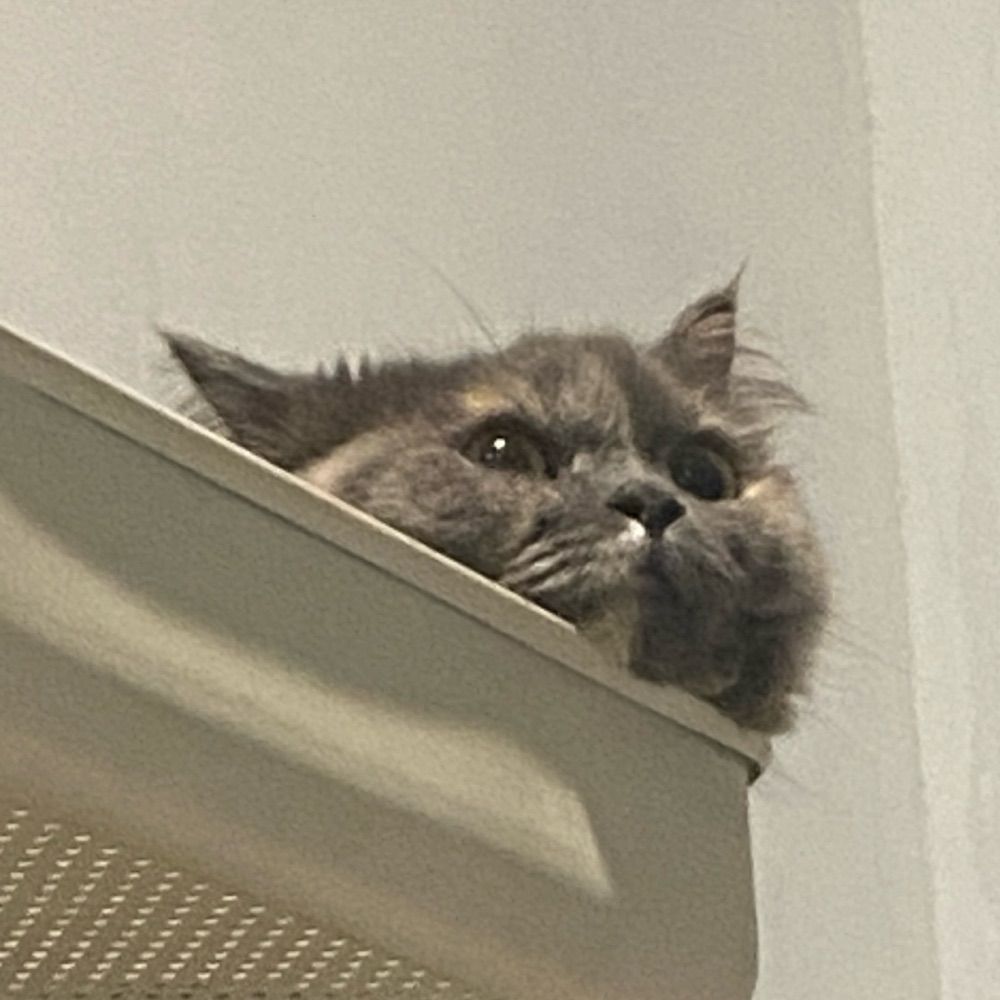 ʕ ˙Ⱉ˙ :·ʔ