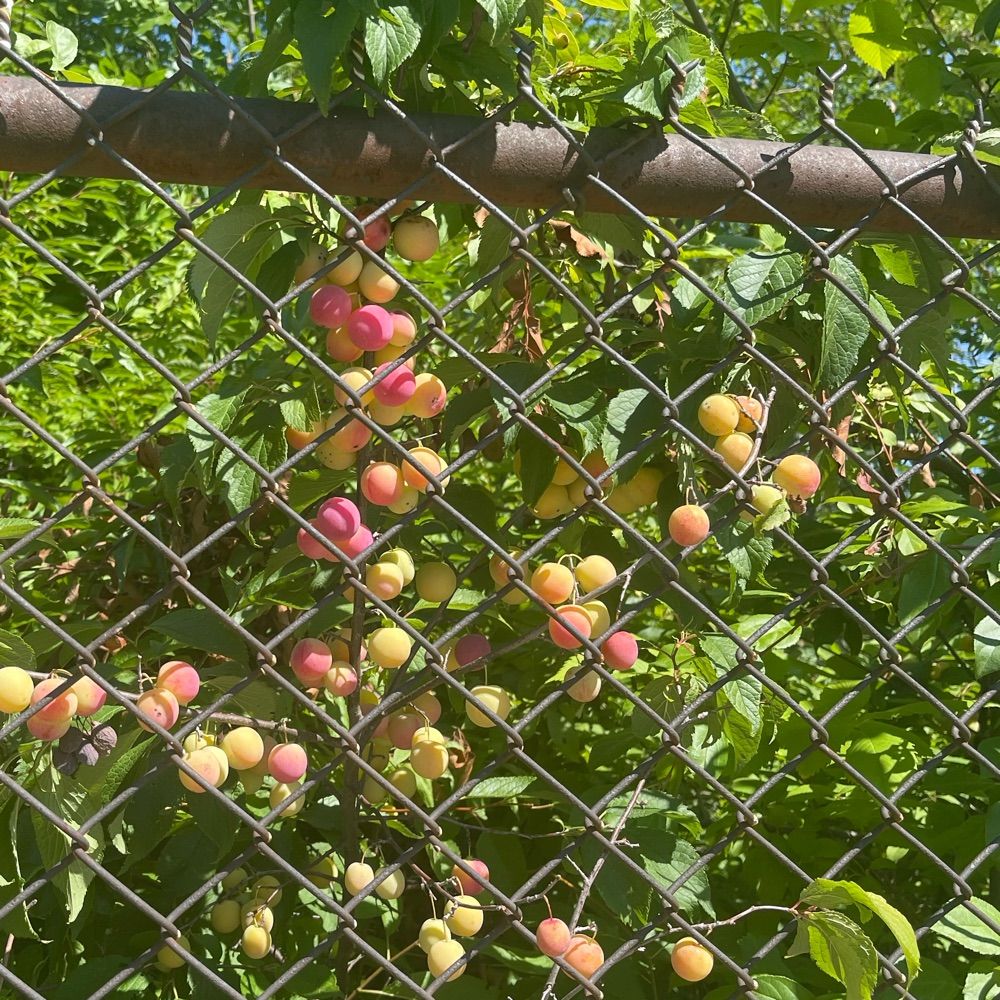 feed people native plants