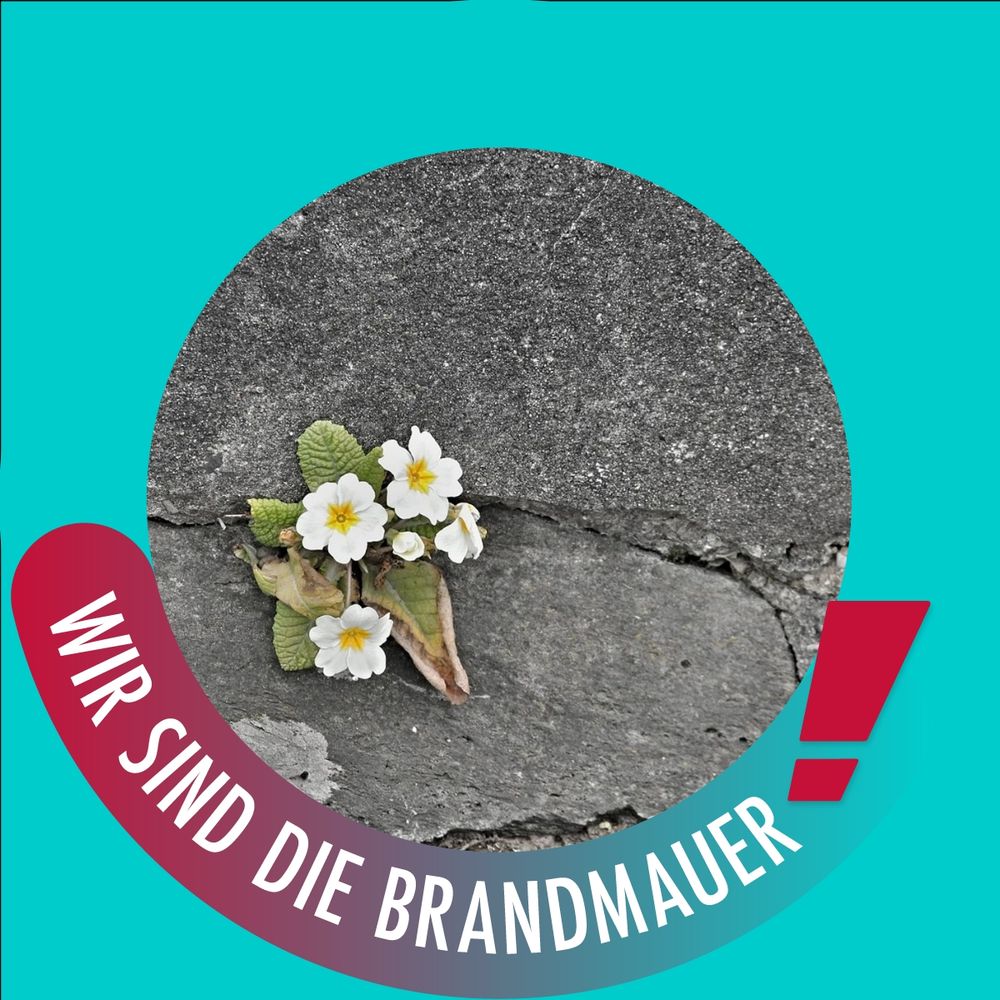 Mauerblume