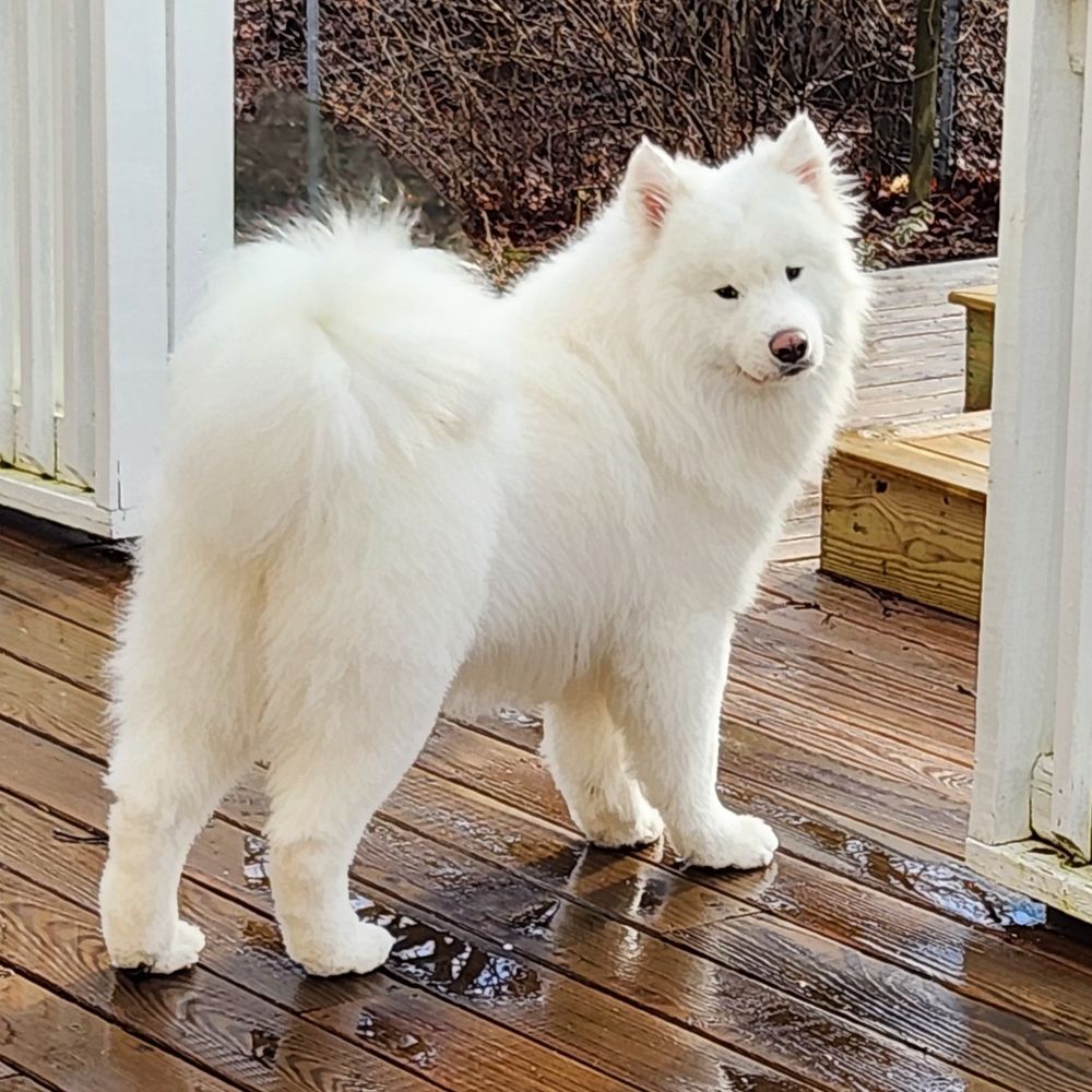 Joli and Angie the Samoyeds@nancyjo415.bsky.social