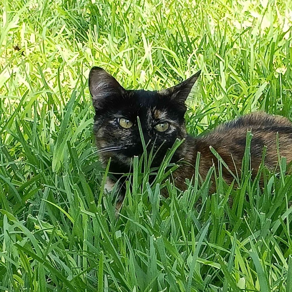 Luciérnaga Furiosa