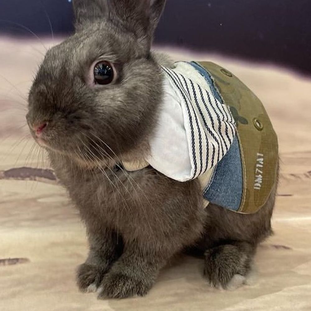 うさぎ🐰