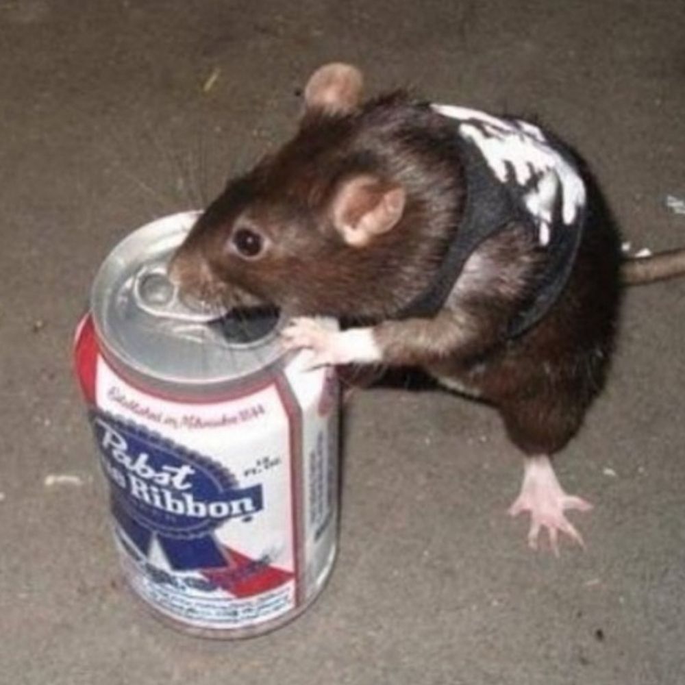 Rato Depressivo 