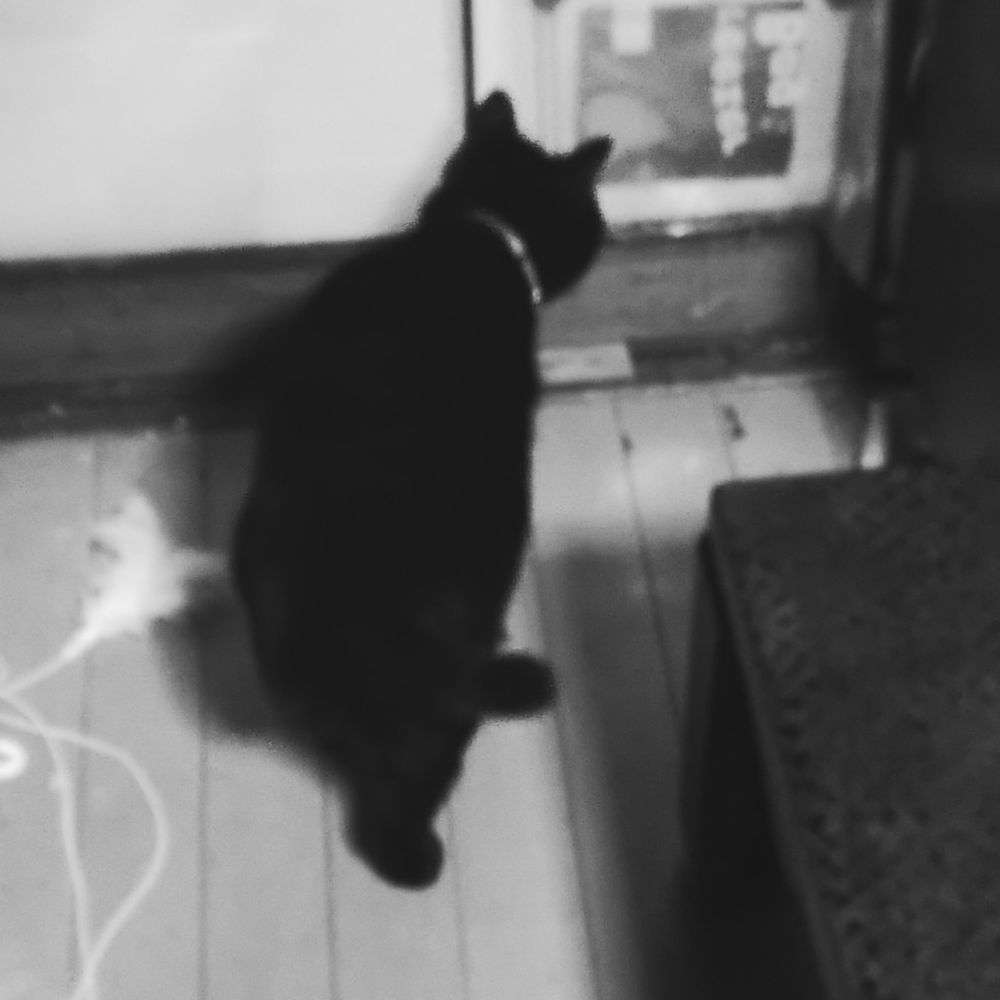 白黒猫