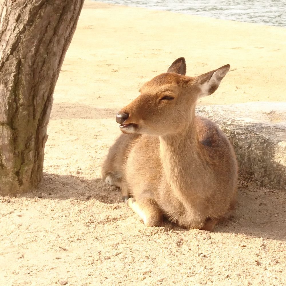 たると