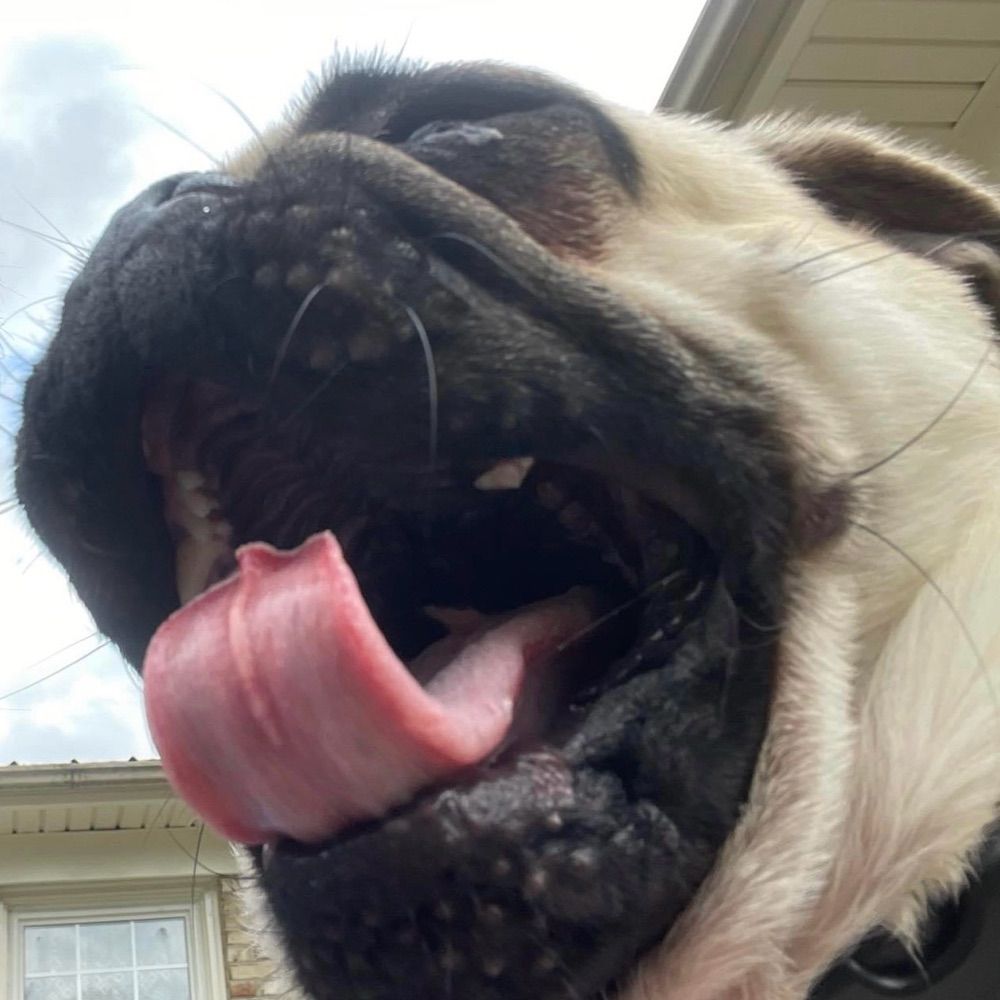 Maximus!