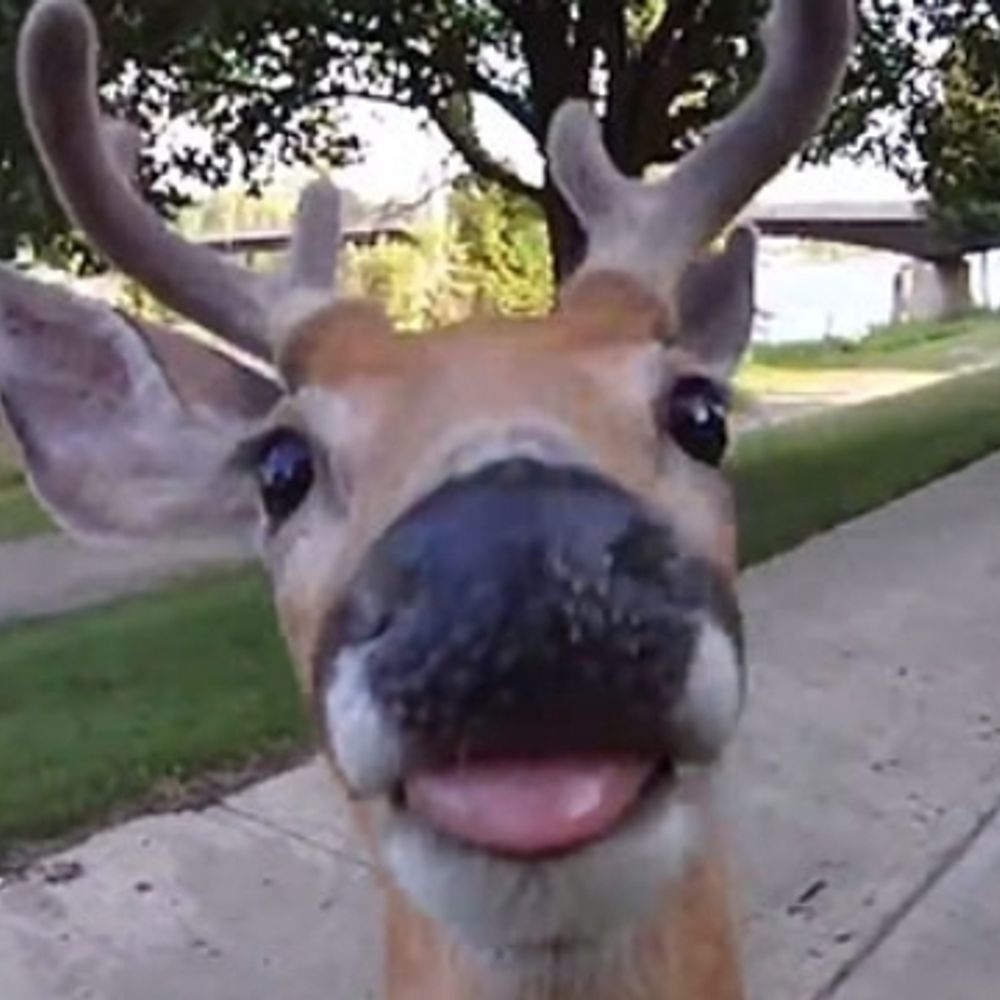 Dot 🦌