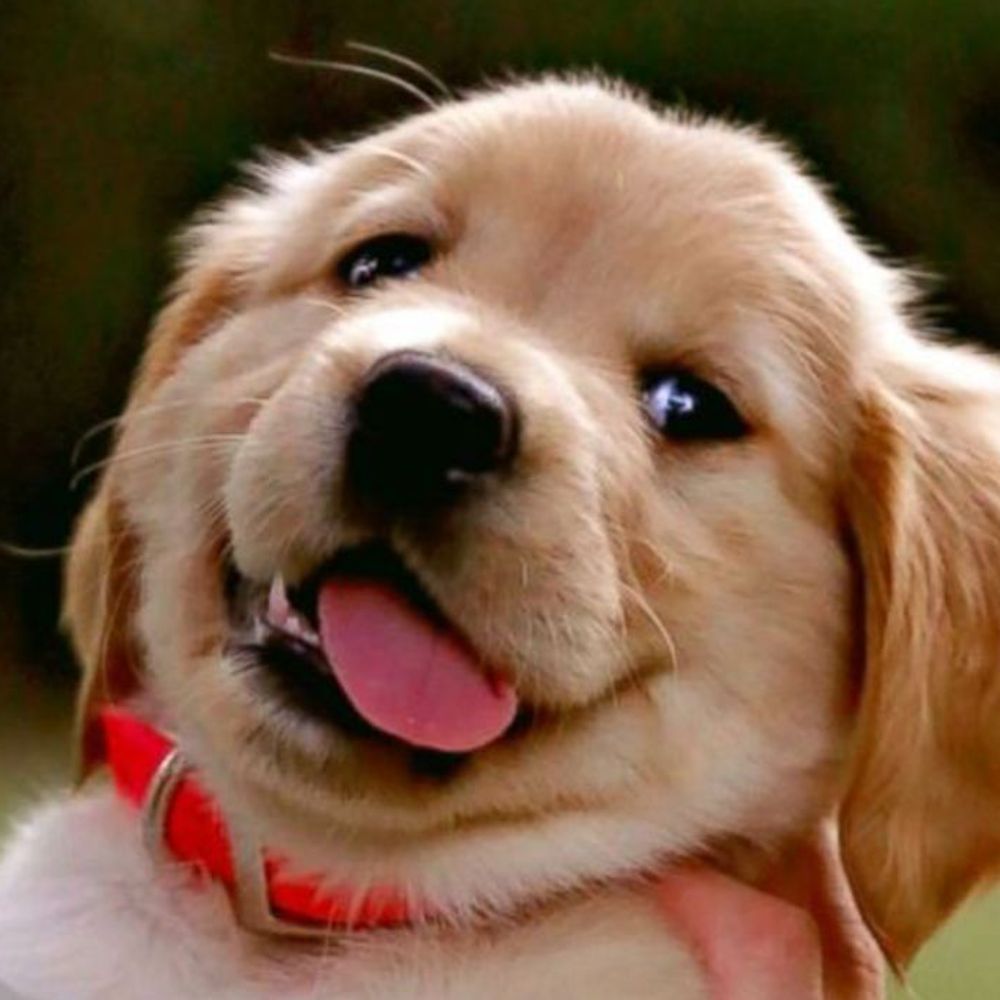 puptime