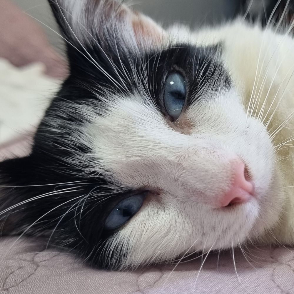 lua