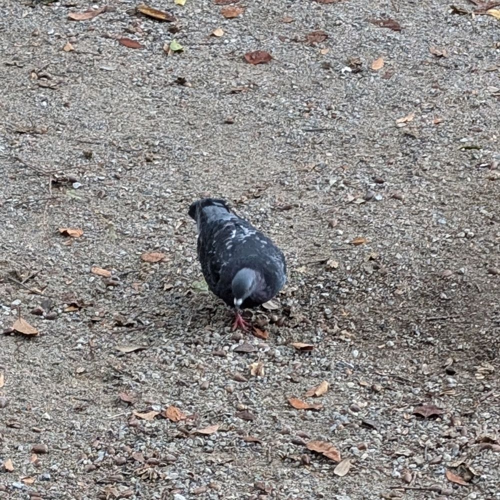 黒糖