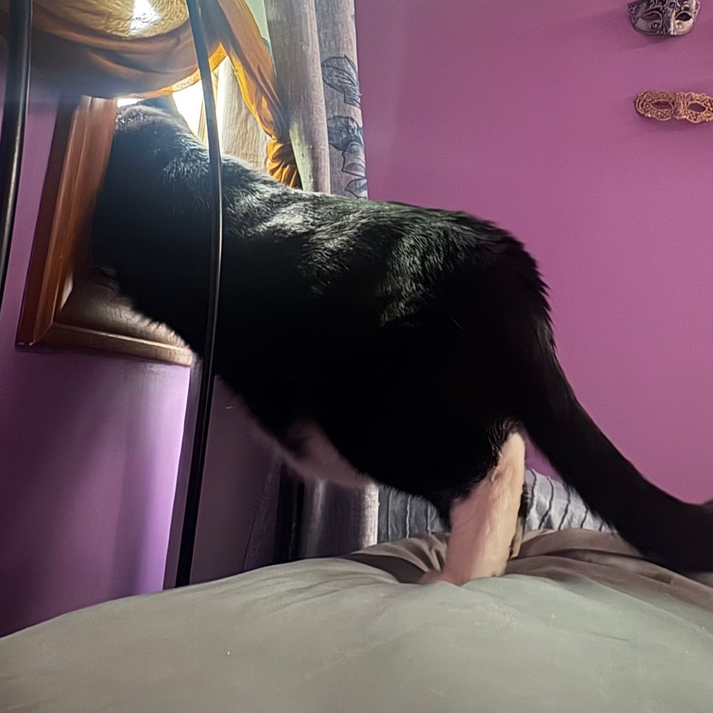 AuDHDandCats