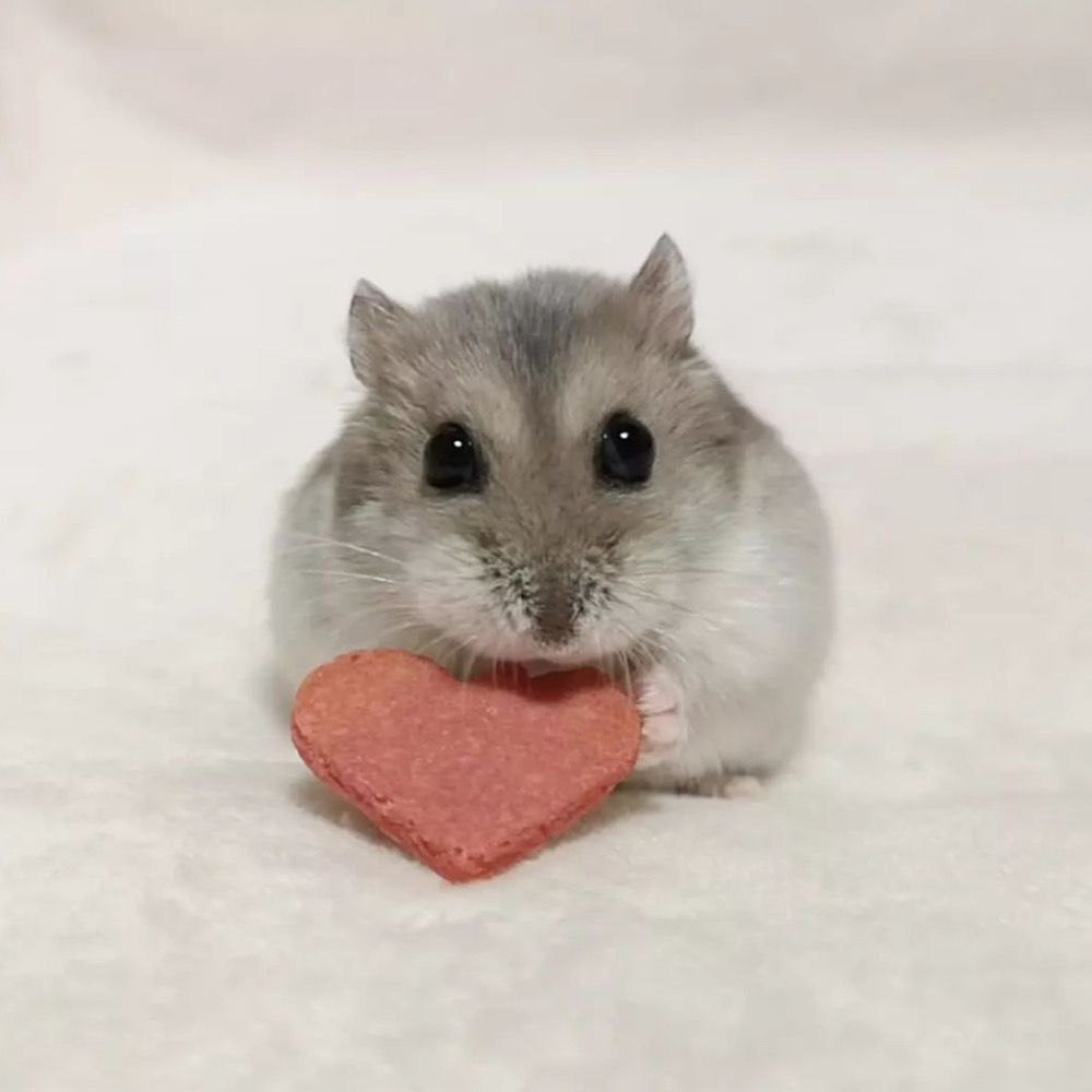 hamlover