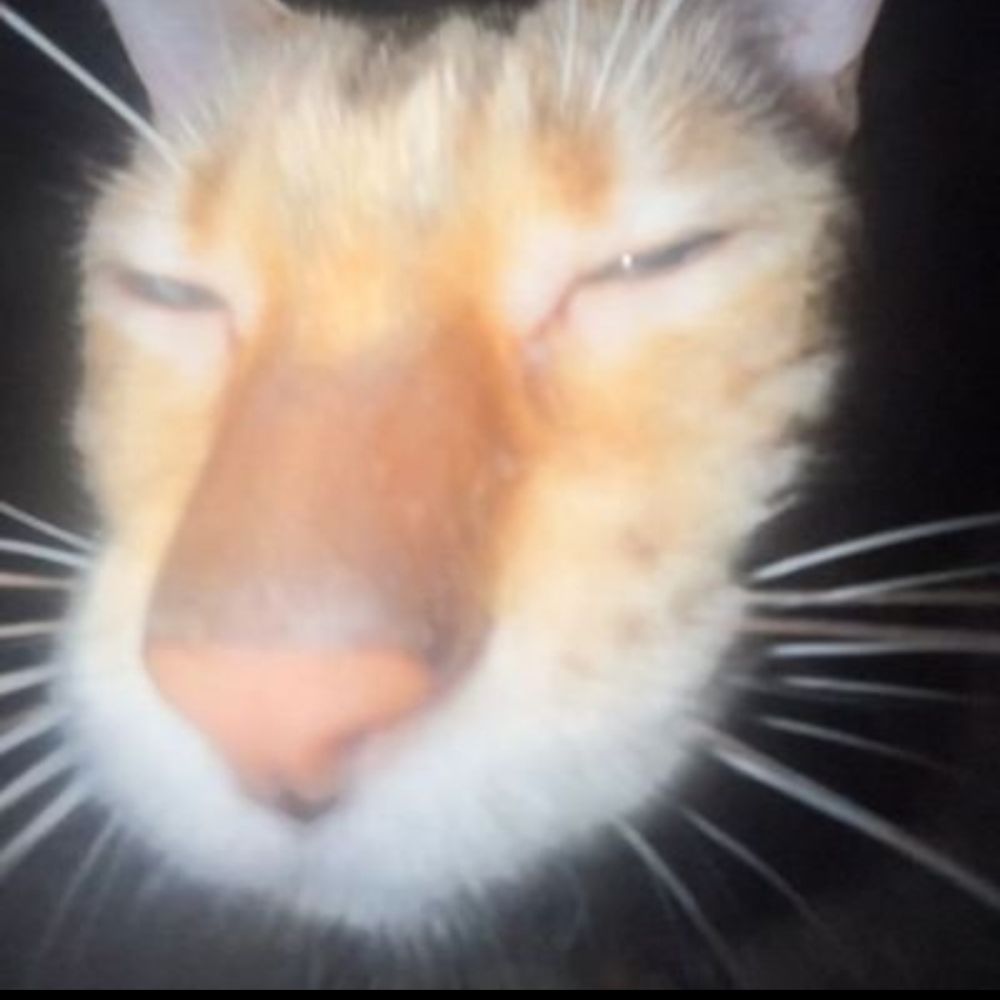 Noe