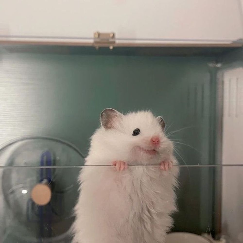 tii O_Ov