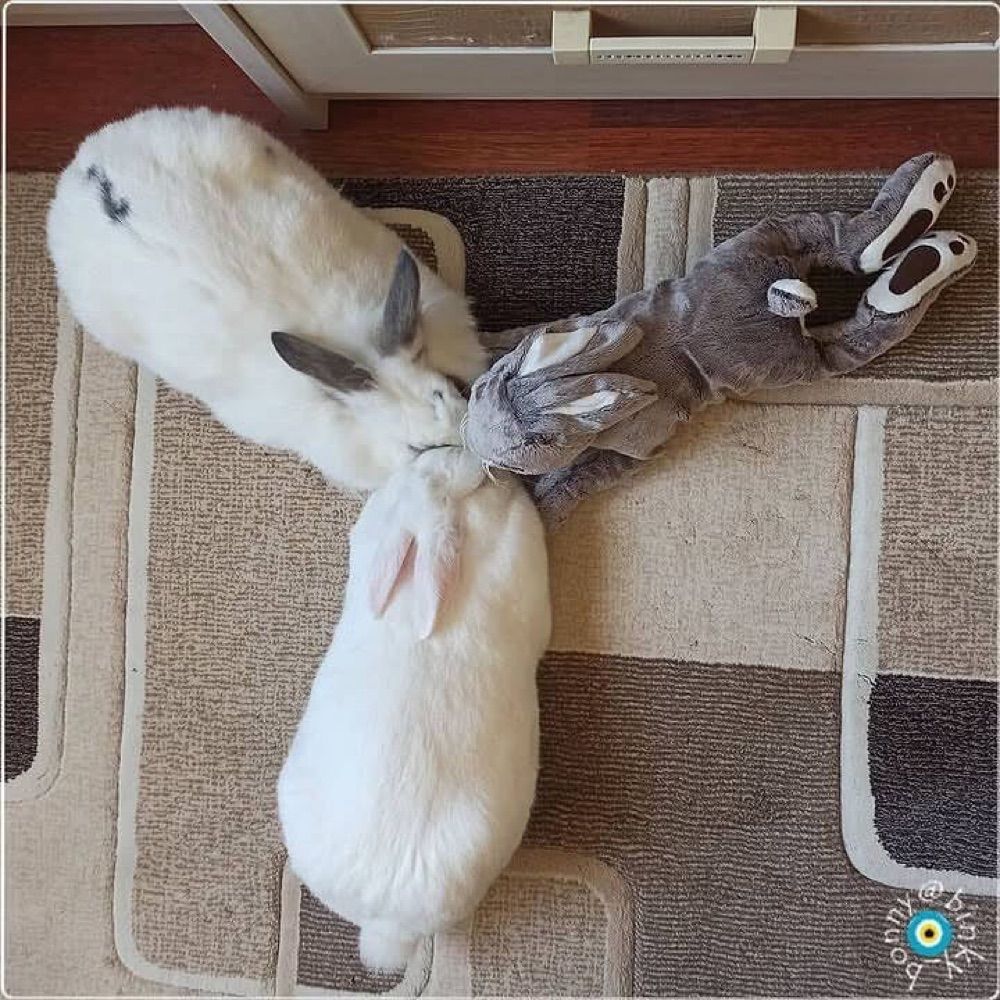 Fred kit cares 🐰