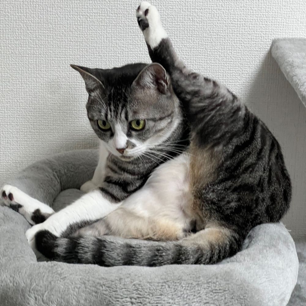 たみ