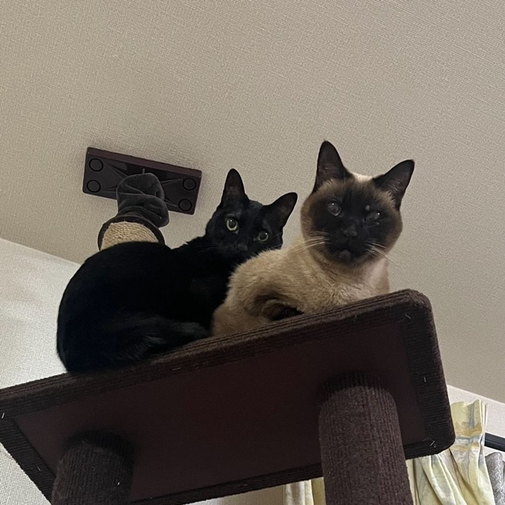 nekodas