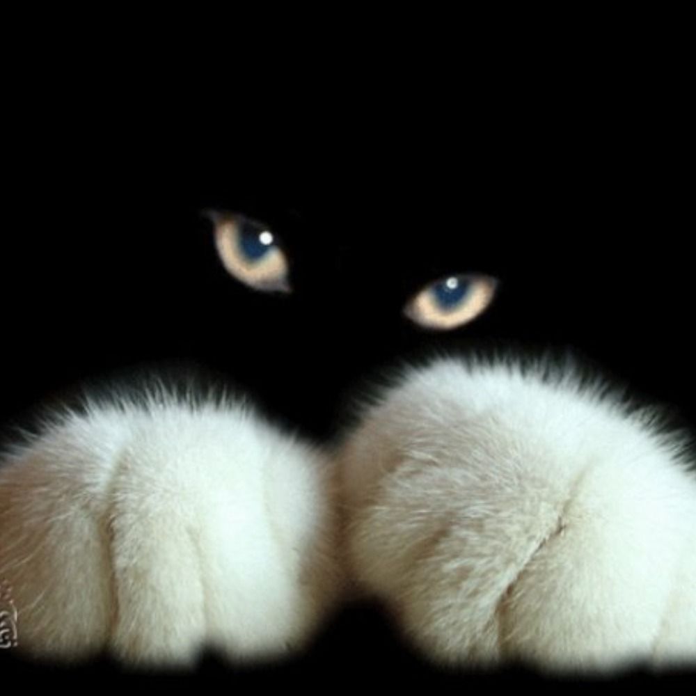 Cute Evil