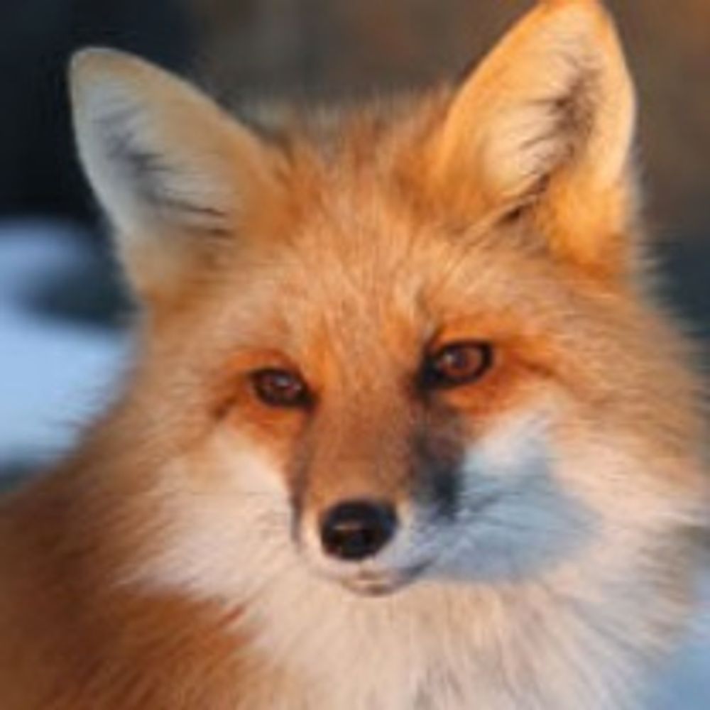 Denton Fox's avatar