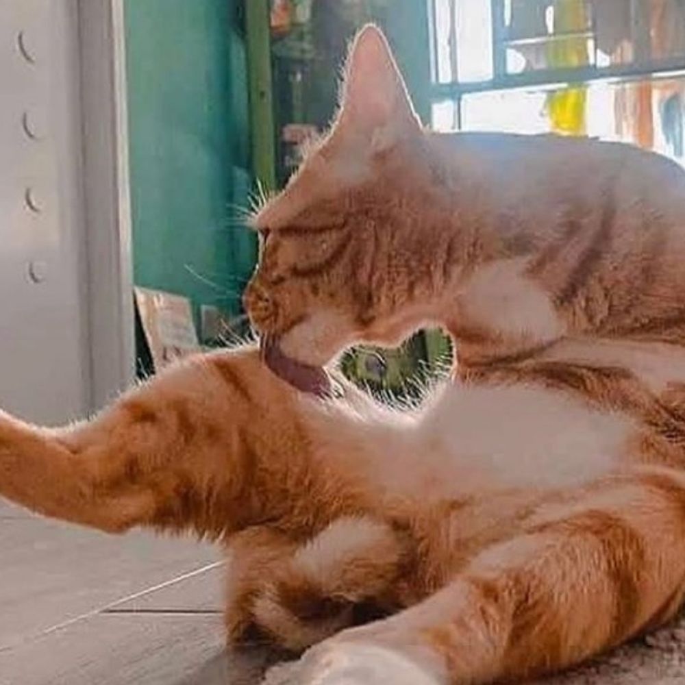 묘연 (고양이 입홍계정)