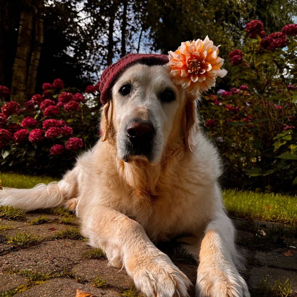 Me the dog and garden 