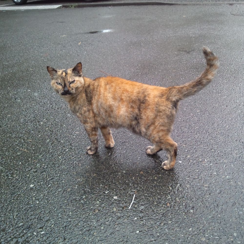まみまみ