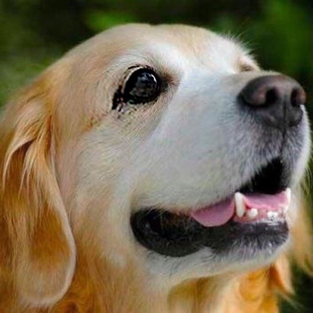 いぬた＠ฅU•ﻌ•Uฅ㌠