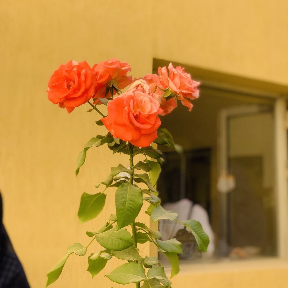Nabeel Armaan
