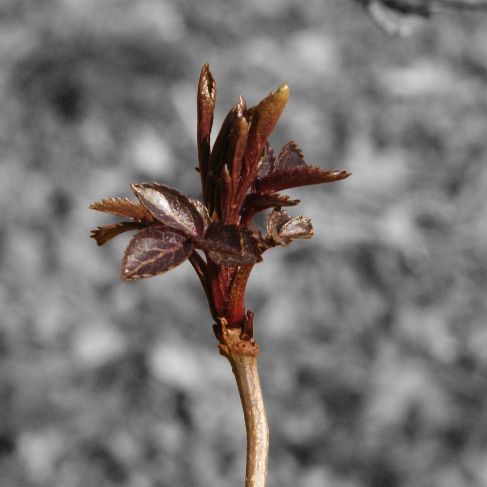Maarten H. van Atten 🌳(Diospyros decandra B.V.)
