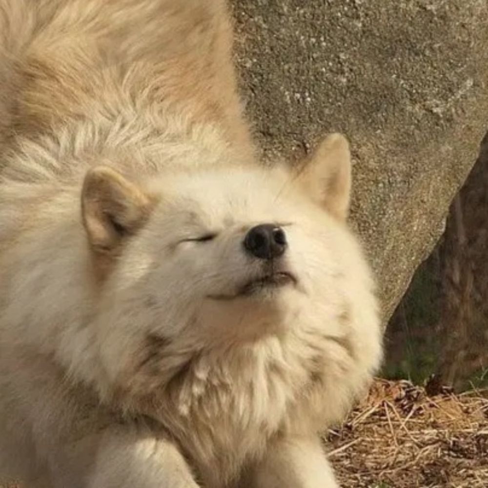 Kumo