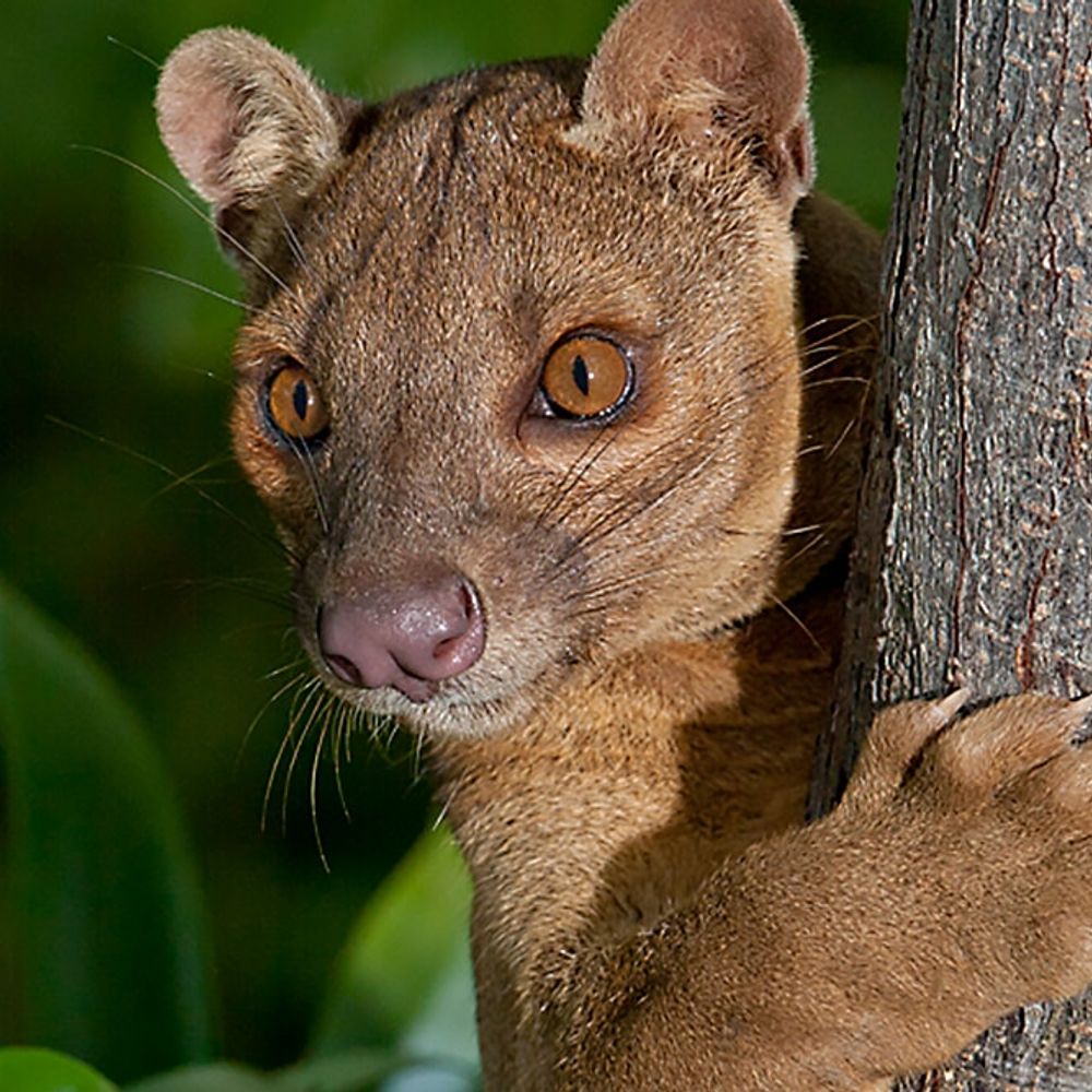 Fossa Books