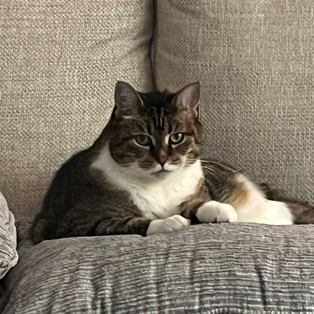 Tabitha the Tabby Cat